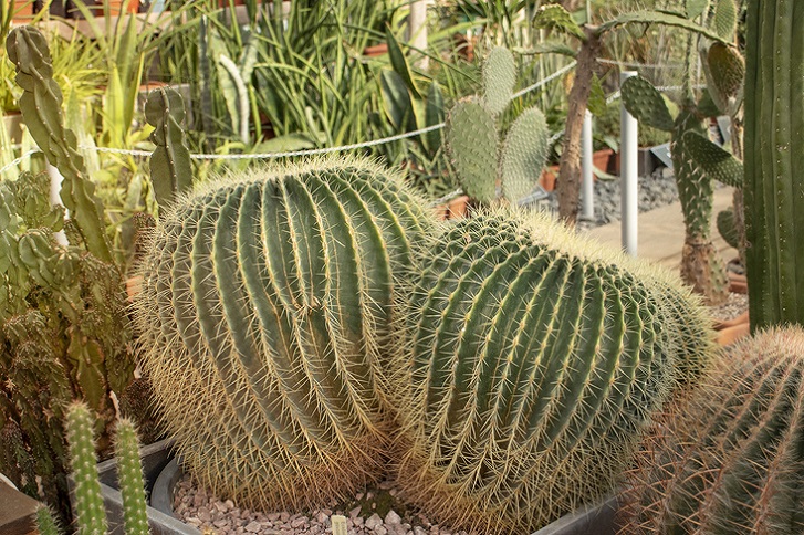 kaktusy w dużych donicach