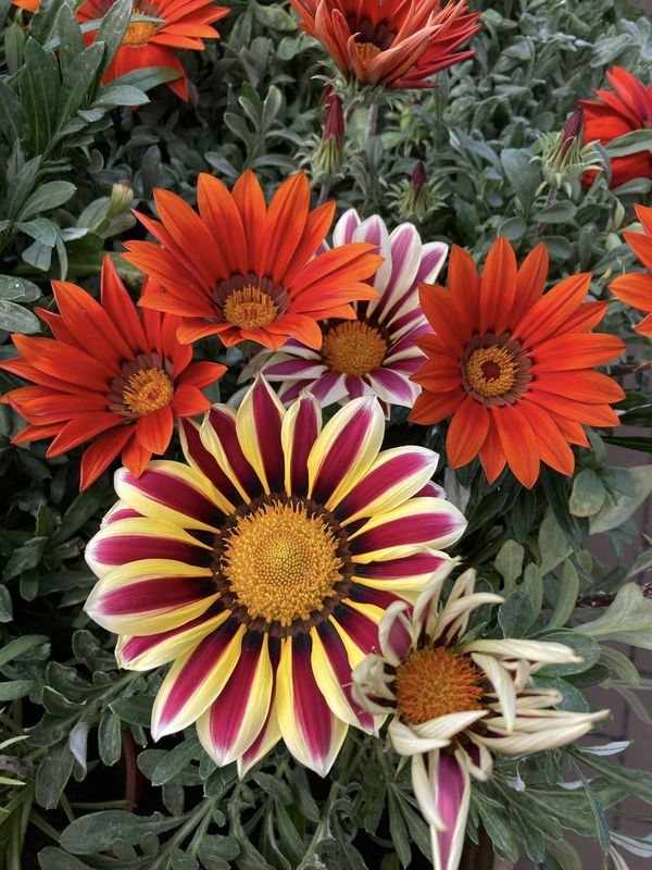 Gazania lśniąca