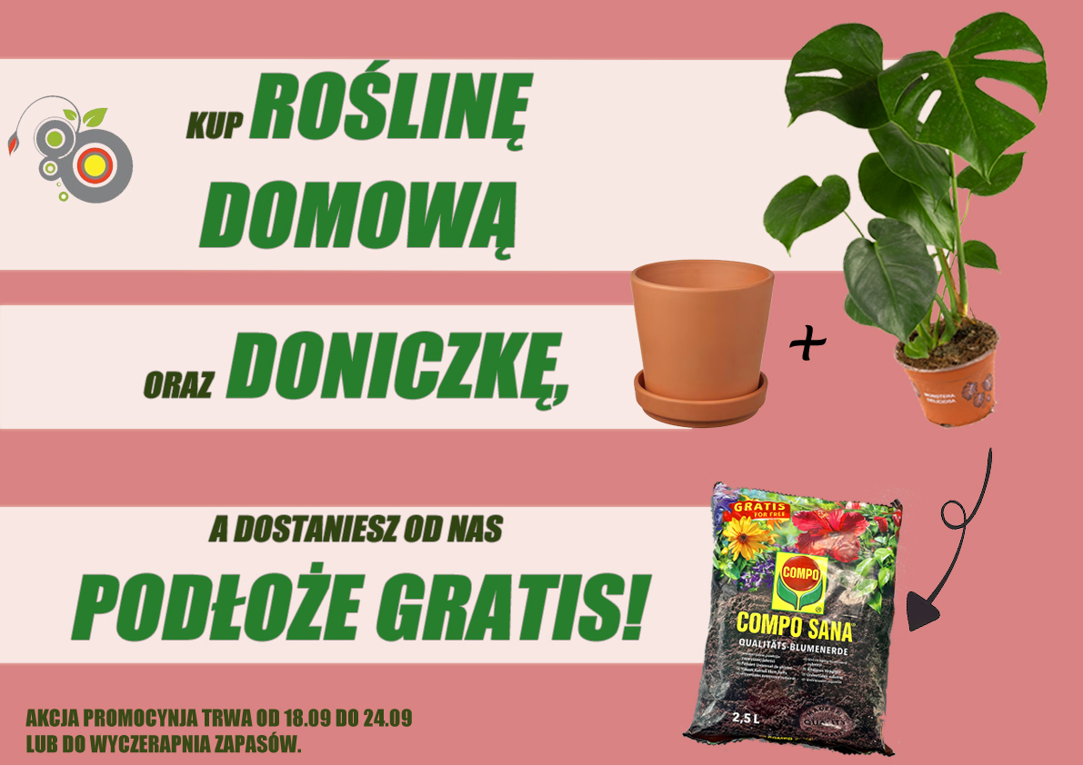 Promocja