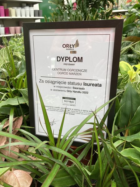 dyplom