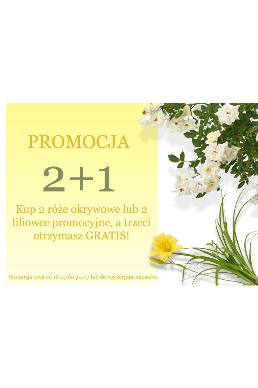 Promocja 2+1