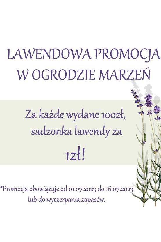 Promocja lawendowa