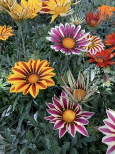 gazania-lsniaca-2