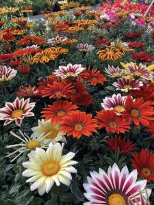 gazania-lsniaca-3